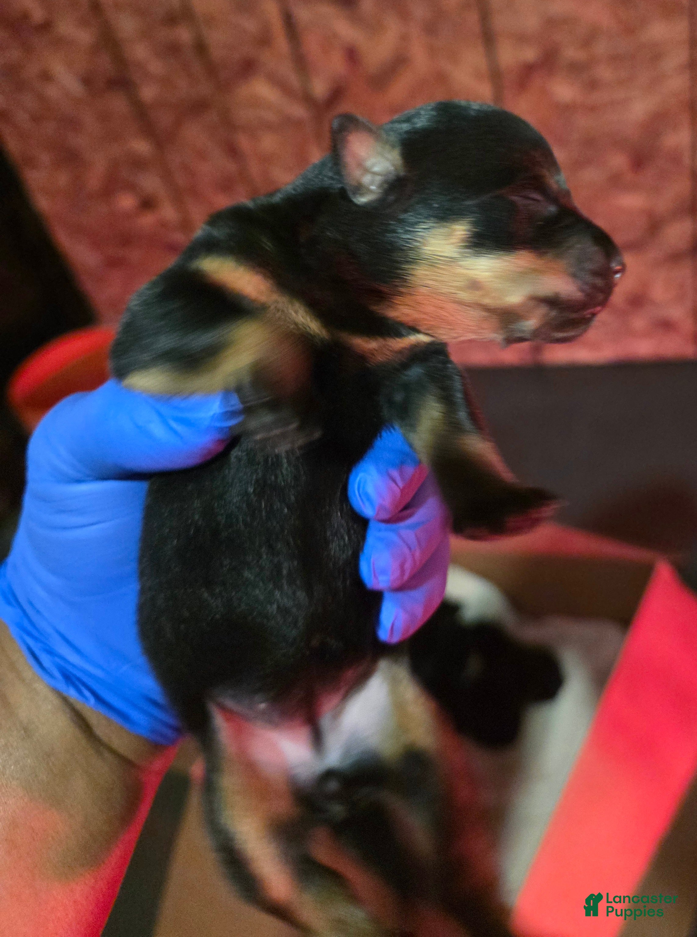 Rottweiler dogs for sale: Rottweiler 6 - Ad 37