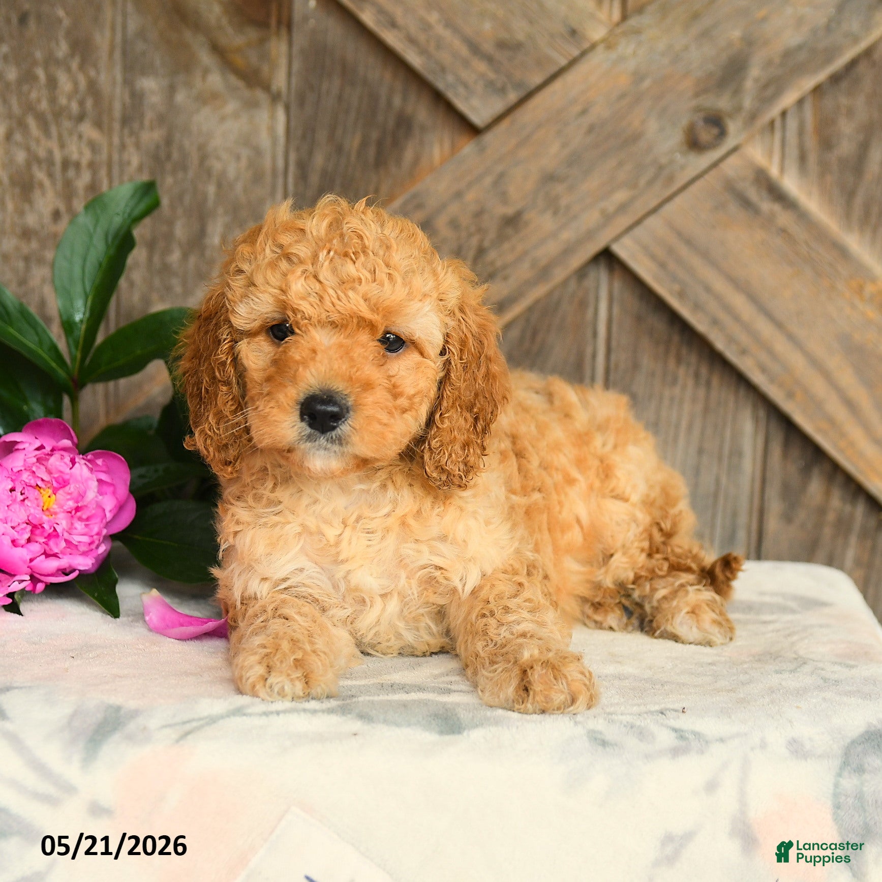 Mini Goldendoodle dogs Jalisa - Ad 2