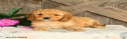 Mini Goldendoodle dogs for sale: Jalisa - Ad 2