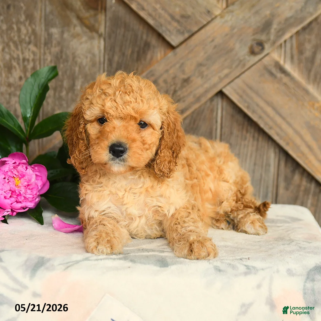 Mini Goldendoodle dogs for sale: Jalisa - Ad 2