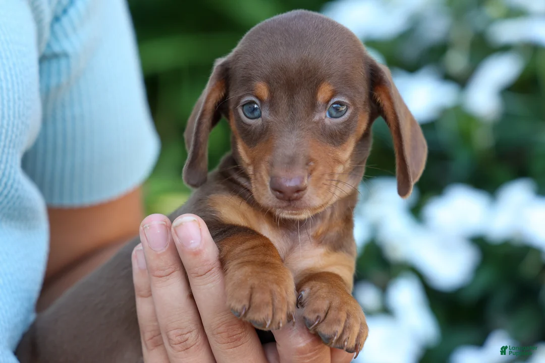 Miniature Dachshund dogs for sale:  Zoey🎀 - Ad 2