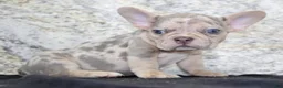 French Bulldog dogs for sale: Maxx - Ad 4