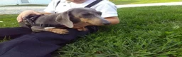 Miniature Dachshund dogs for sale: Andy - Ad 10