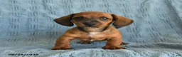 Miniature Dachshund dogs for sale: Romeo - Ad 4