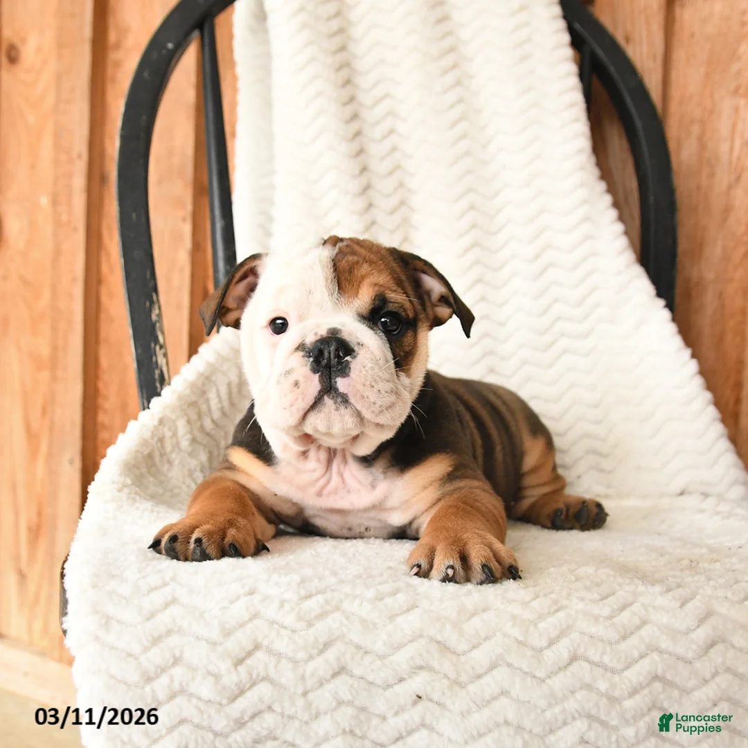 English Bulldog dogs for sale: Quinton - Ad 5