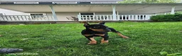 Doberman Pinscher dogs for sale: Koda - Ad 5