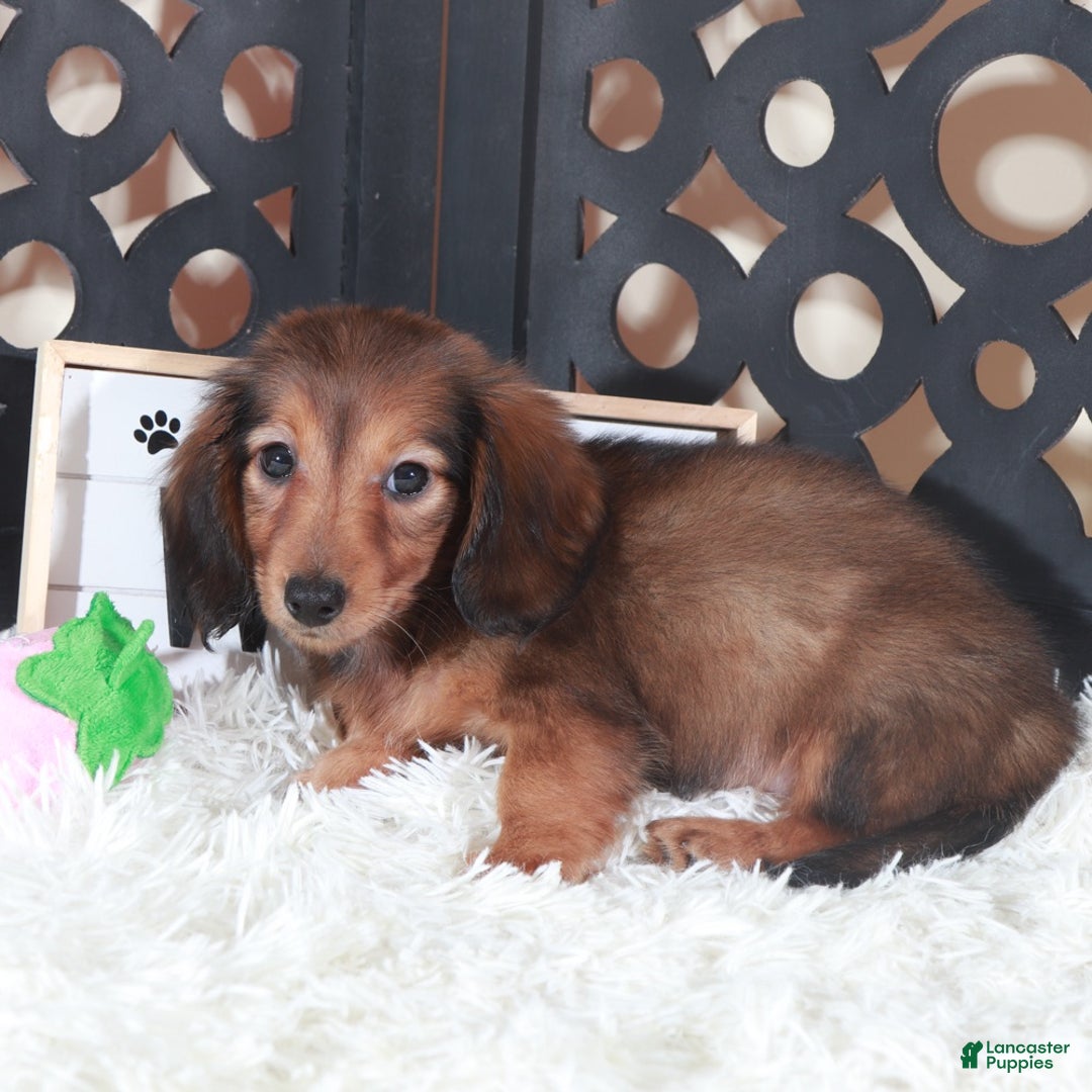 Miniature Dachshund dogs for sale: Miniature Dachshund Puppy Ruby - Ad 4