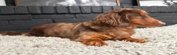 Miniature Dachshund dogs for sale: Miniature Dachshund 1 - Ad 6