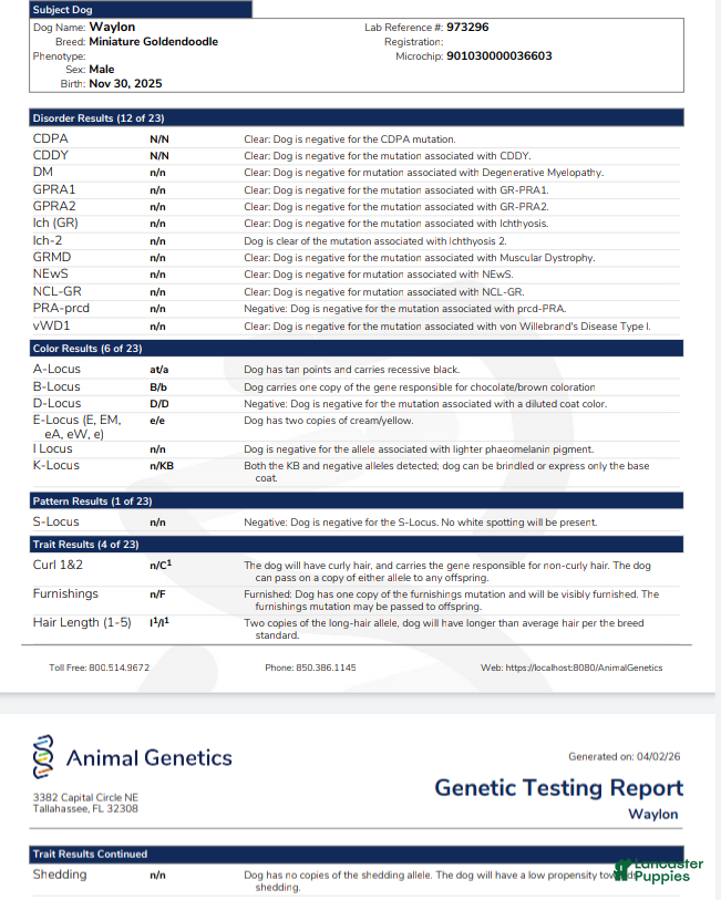 Mini Goldendoodle dogs Waylon 💙 Genetic Clear - Ad 1