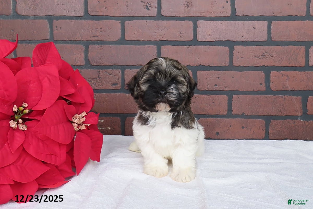 Havanese dogs Randy - Ad 12