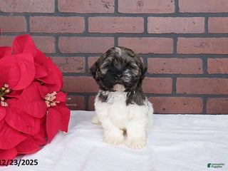 Havanese dogs Randy - Ad 12