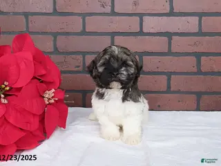 Havanese dogs Randy - Ad 42