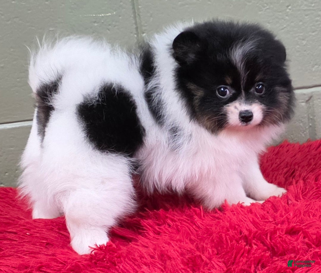 Pomeranian dogs for sale: Pomeranian Puppy 1 - Ad 2