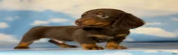 Miniature Dachshund dogs for sale: ACA Everest LH male PRA clear OFA Chic Parents - Ad 2