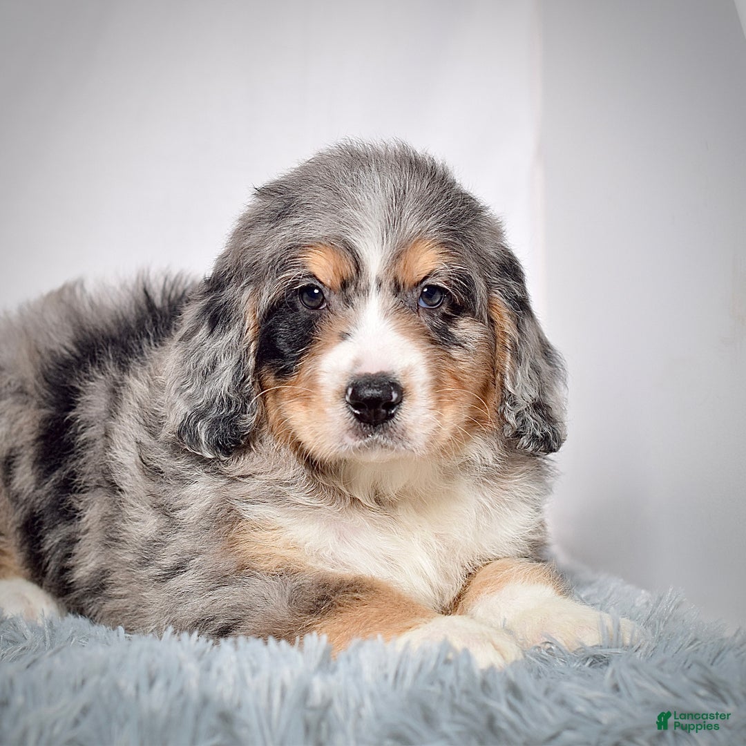 Bernedoodle dogs for sale: Mr. Teddy - Ad 6
