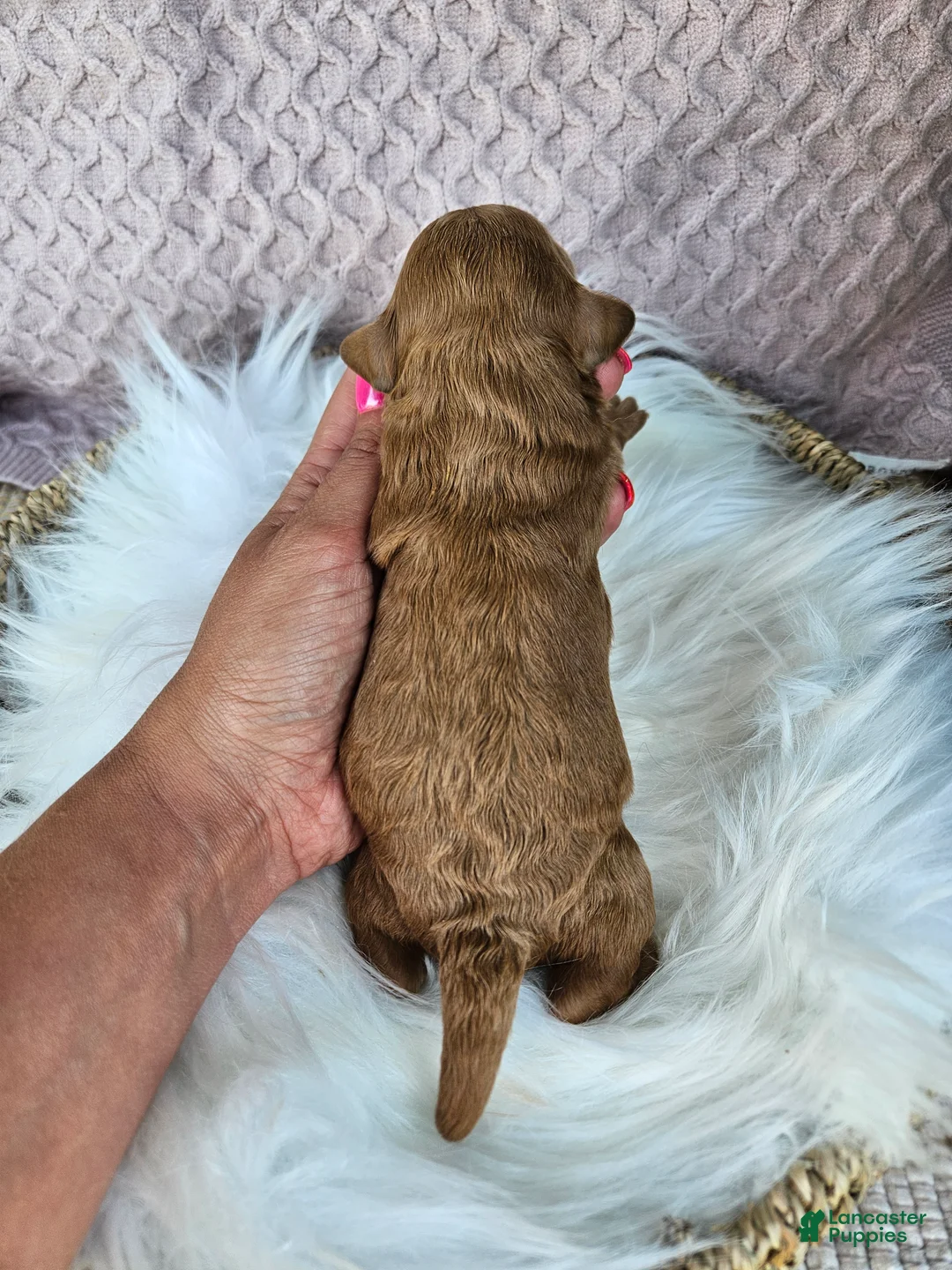 Cavapoo dogs for sale: Timber - Ad 2