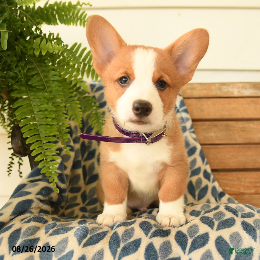 Welsh Corgi Pembroke dogs Dylan - Ad 2