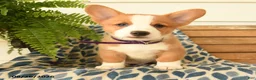 Welsh Corgi Pembroke dogs for sale: Dylan - Ad 2