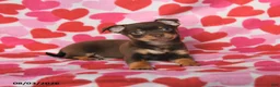 Chihuahua dogs for sale: Pluto - Ad 3