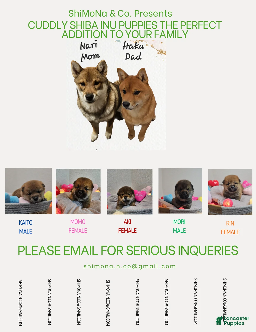 Shiba Inu dogs for sale: Mori - Ad 15
