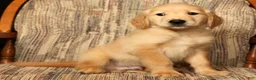 Golden Retriever dogs for sale: Rambo - Ad 9