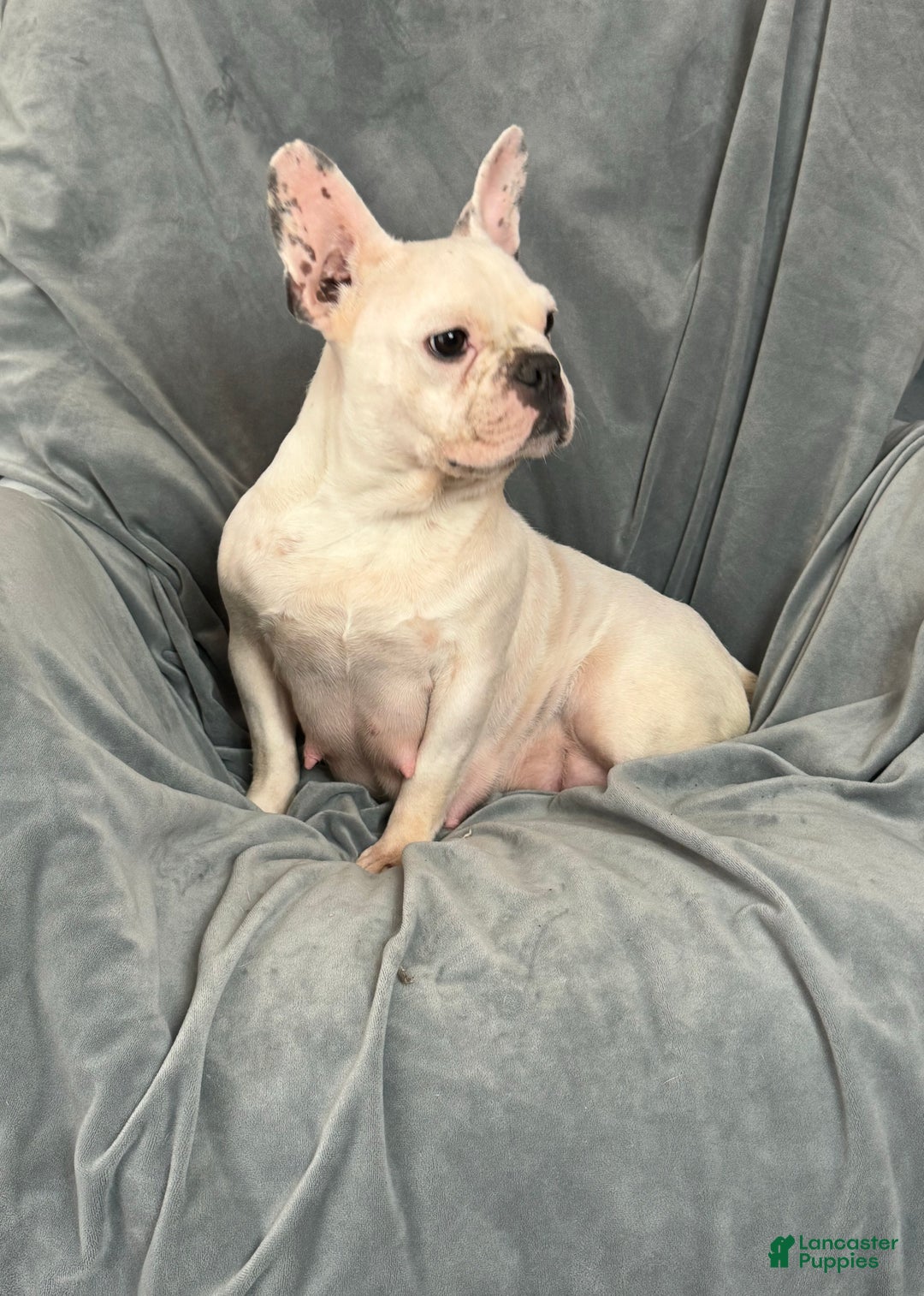 French Bulldog dogs for sale: Baby - Ad 3