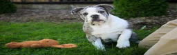 English Bulldog dogs for sale: Splendor English Bulldog crate trained - Ad 12