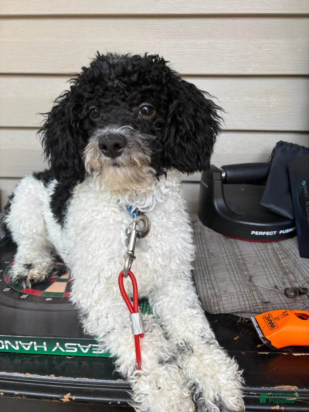 Miniature Poodle dogs for sale: Miniature Poodle 1 - Ad 1