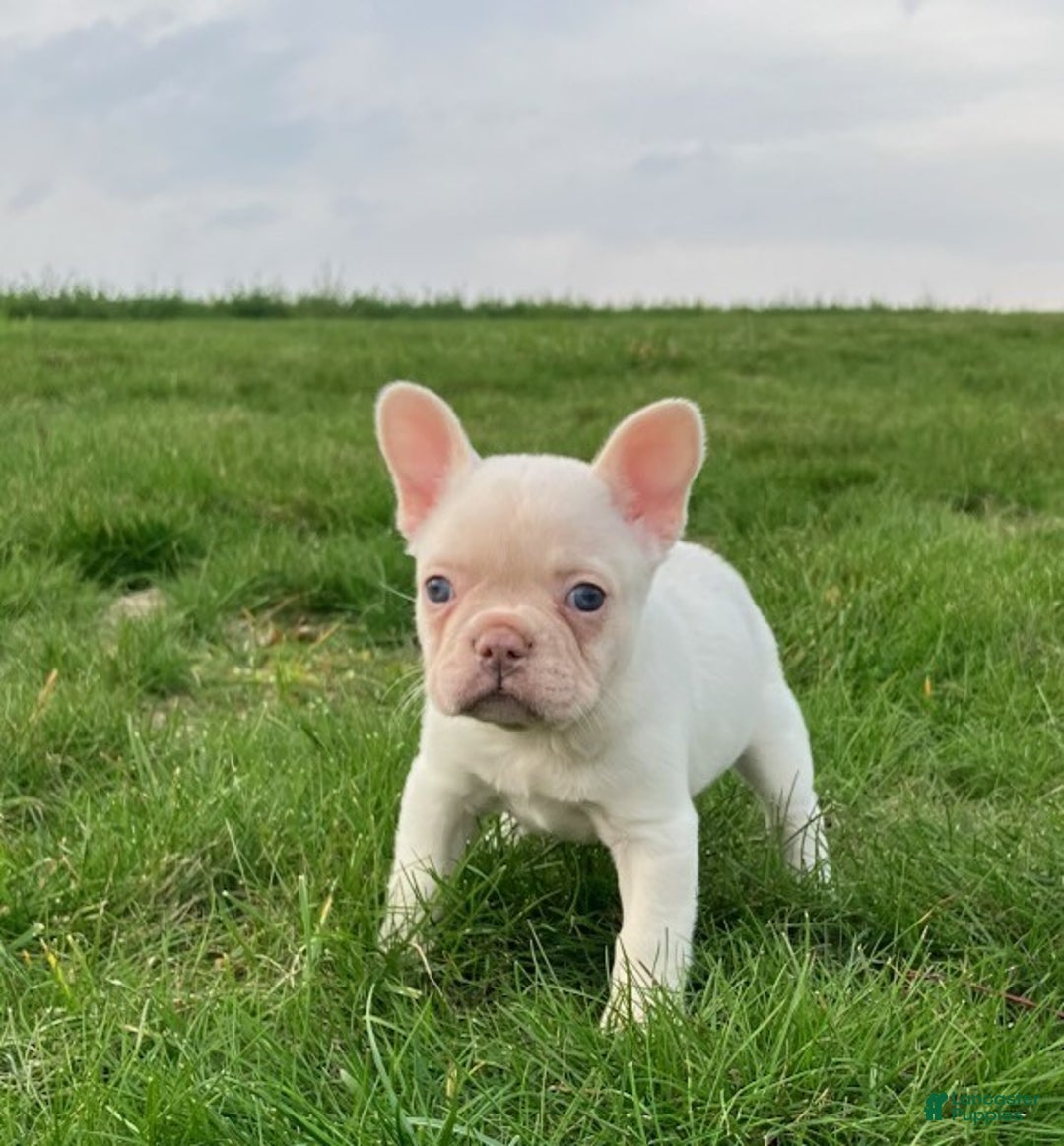 French Bulldog dogs for sale: Holly - Ad 5