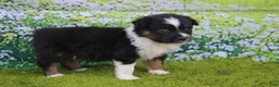 Australian Shepherd dogs for sale: Leo - Ad 5
