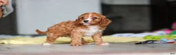 Cavapoo dogs for sale: Wynn - Ad 9