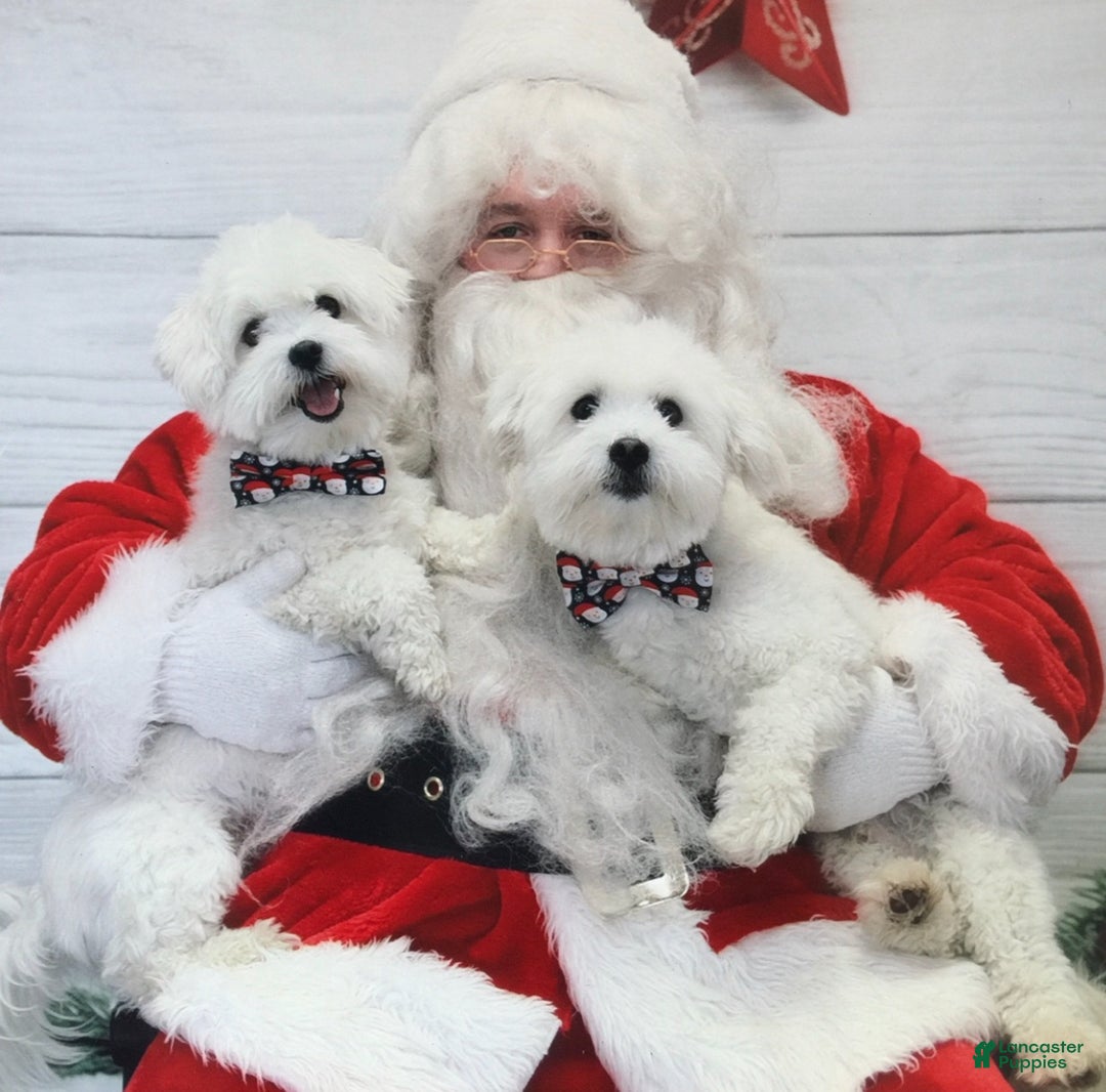 Coton De Tulear dogs for sale: Coton De Tulear Puppy 7 - Ad 5