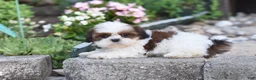 Shih Tzu dogs for sale: Becky - Ad 4