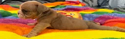 English Bulldog dogs for sale: English Bulldog 4 - Ad 2