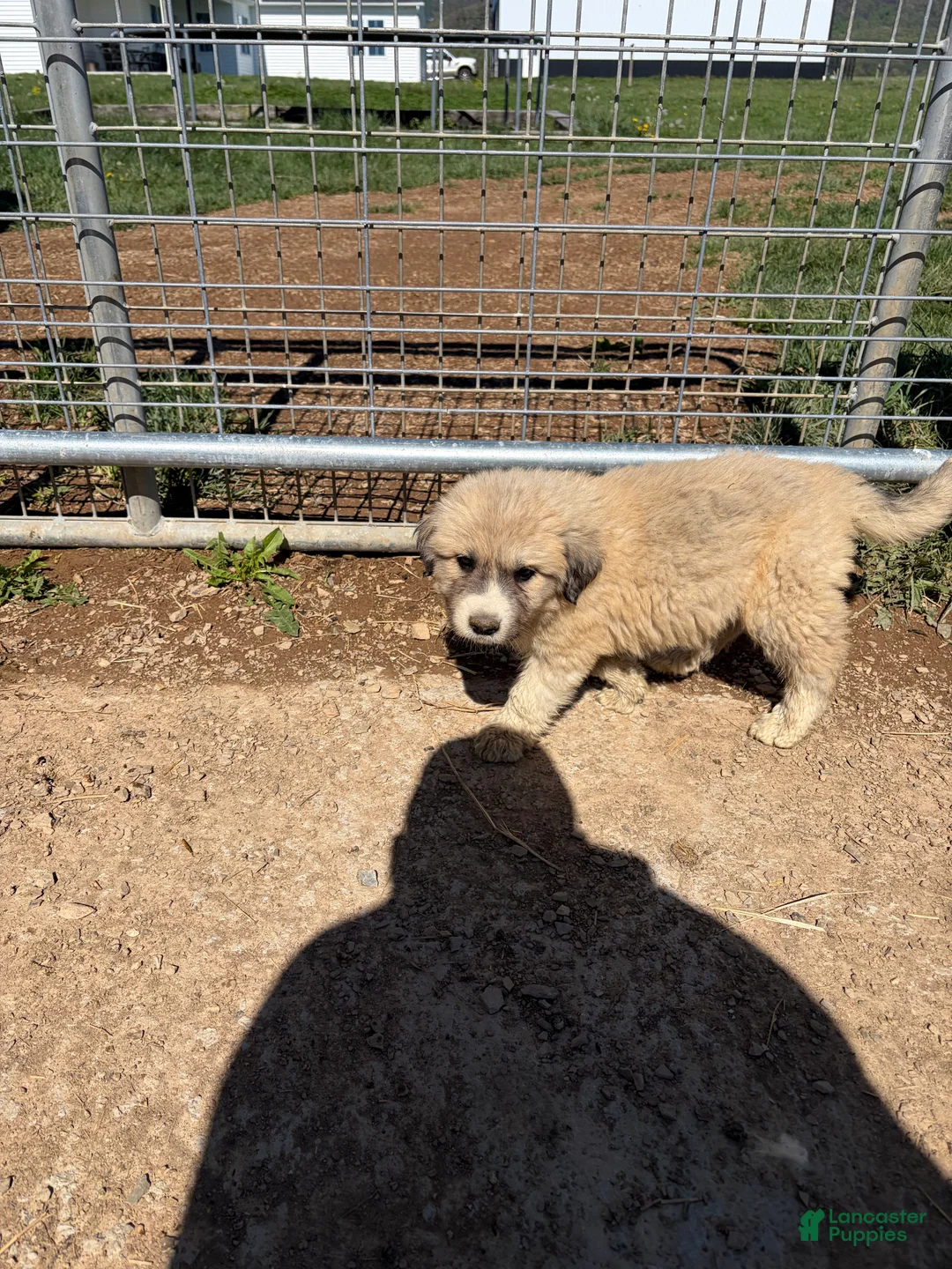 Great Pyrenees dogs for sale: Great Pyrenees Puppy 1 - Ad 2