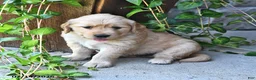Mixed Breed dogs for sale: Toddie - Ad 4