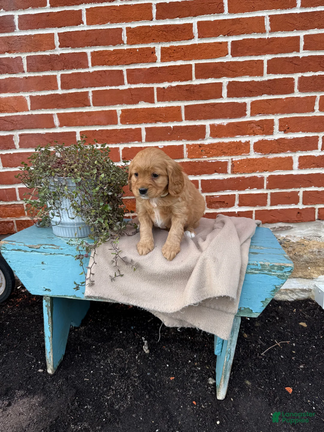 Miniature Golden Retriever dogs for sale: Miniature Golden Retriever Puppy 2 - Ad 4