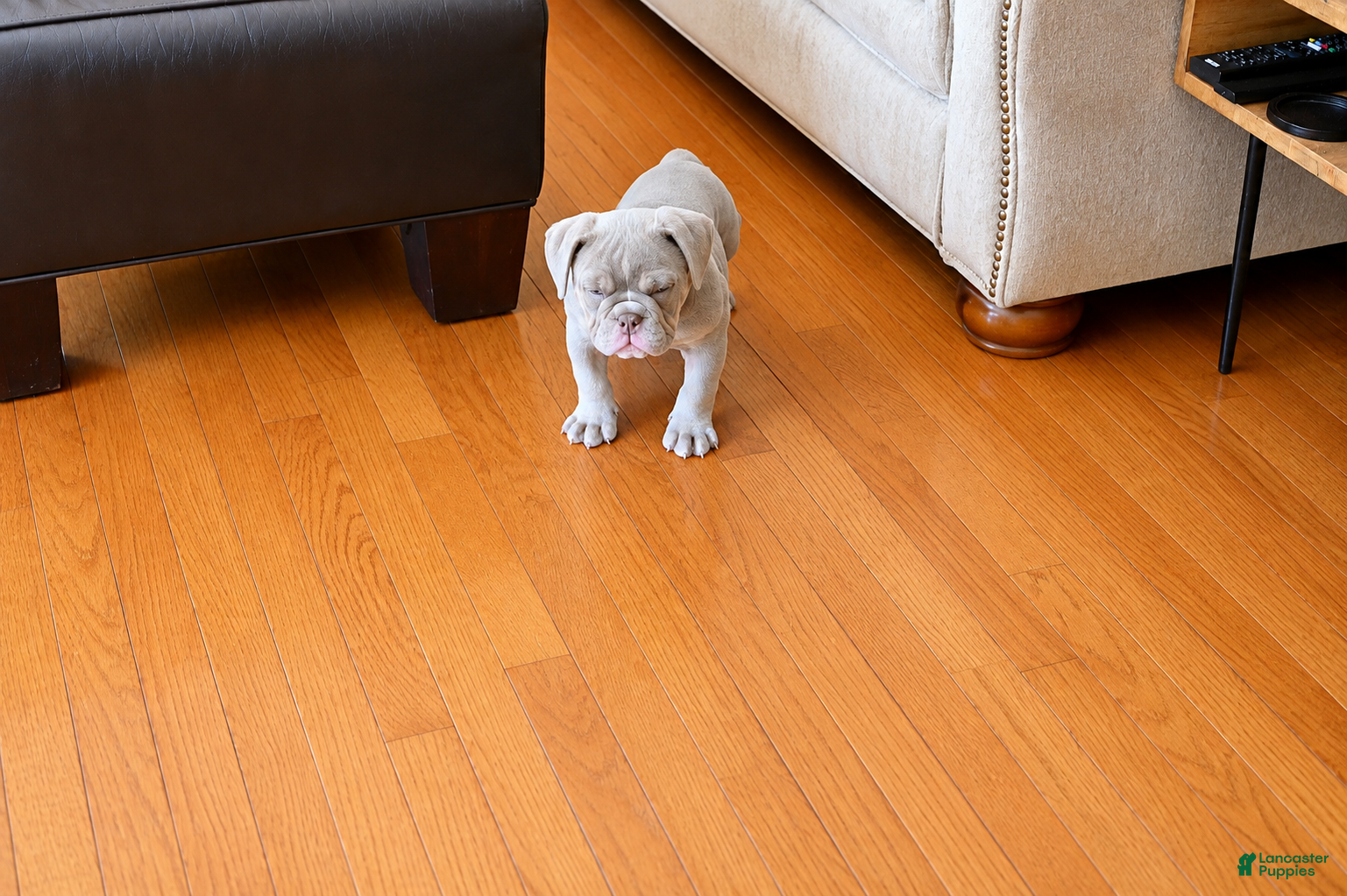 Olde English Bulldogge dogs Olde English Bulldogge 2 - Ad 1