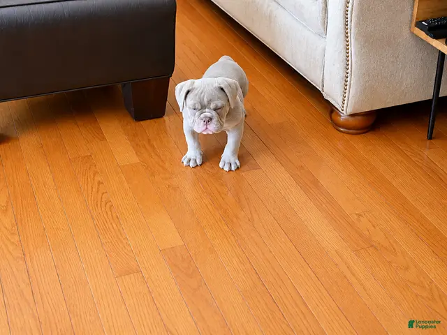 Olde English Bulldogge dogs for sale: Olde English Bulldogge 2 - Ad 1