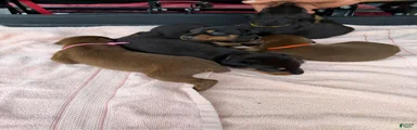 Doberman Pinscher Puppy 9