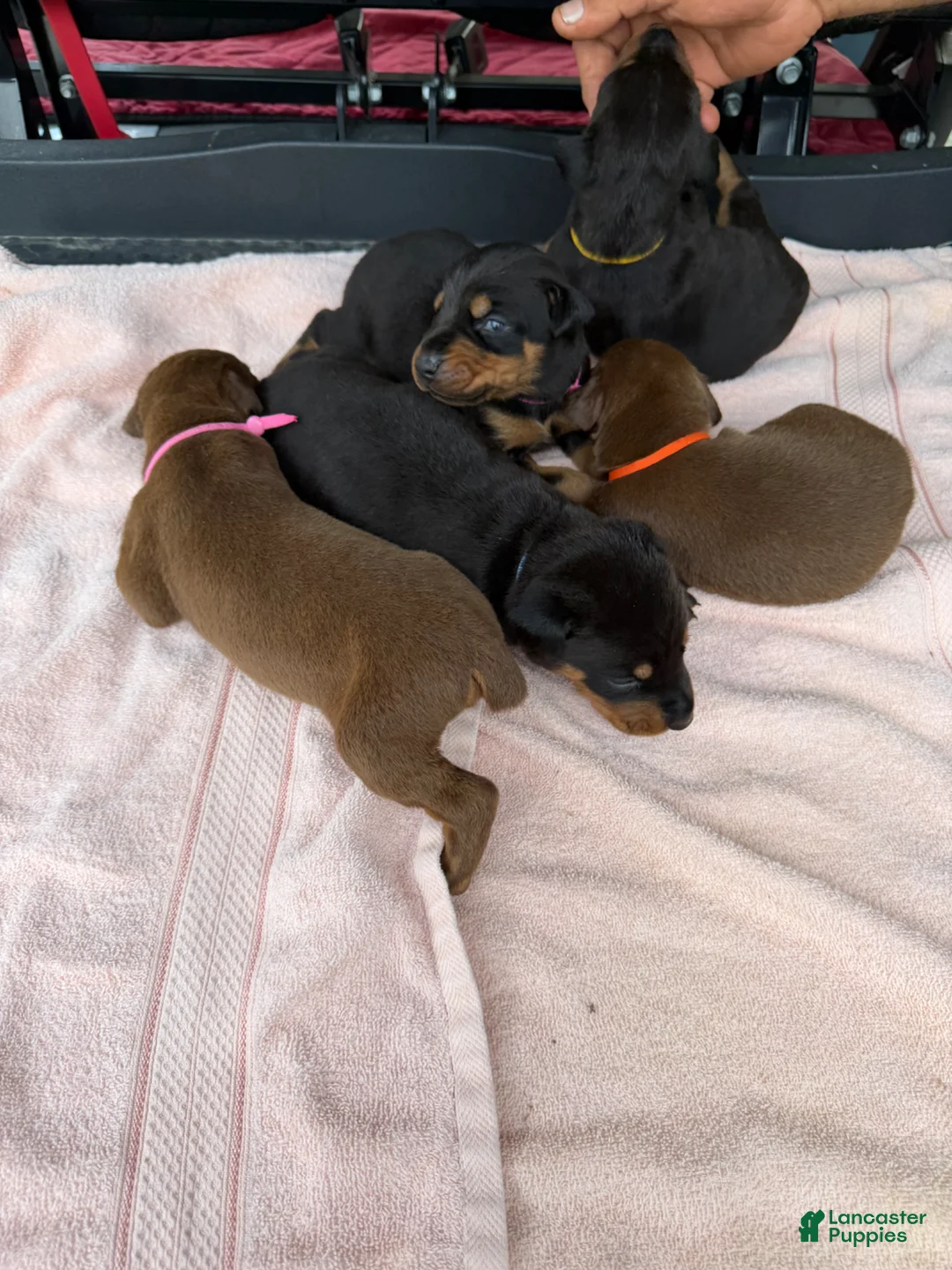 Doberman Pinscher dogs for sale: Doberman Pinscher Puppy 9 - Ad 1
