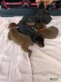 Doberman Pinscher Puppy 9