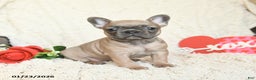 French Bulldog dogs for sale: Buttercup - Ad 1