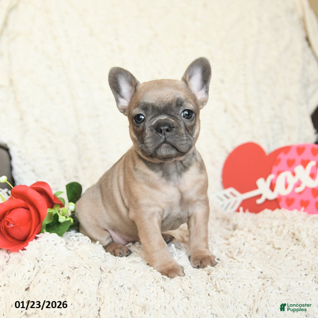 French Bulldog dogs for sale: Buttercup - Ad 1