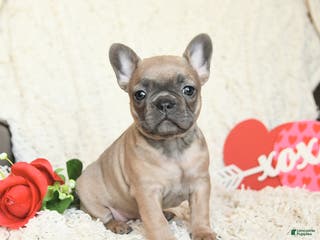 French Bulldog dogs Buttercup - Ad 18