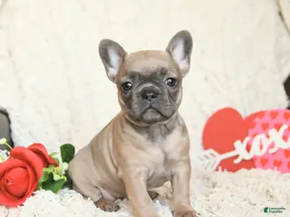 French Bulldog dogs for sale: Buttercup - Ad 2