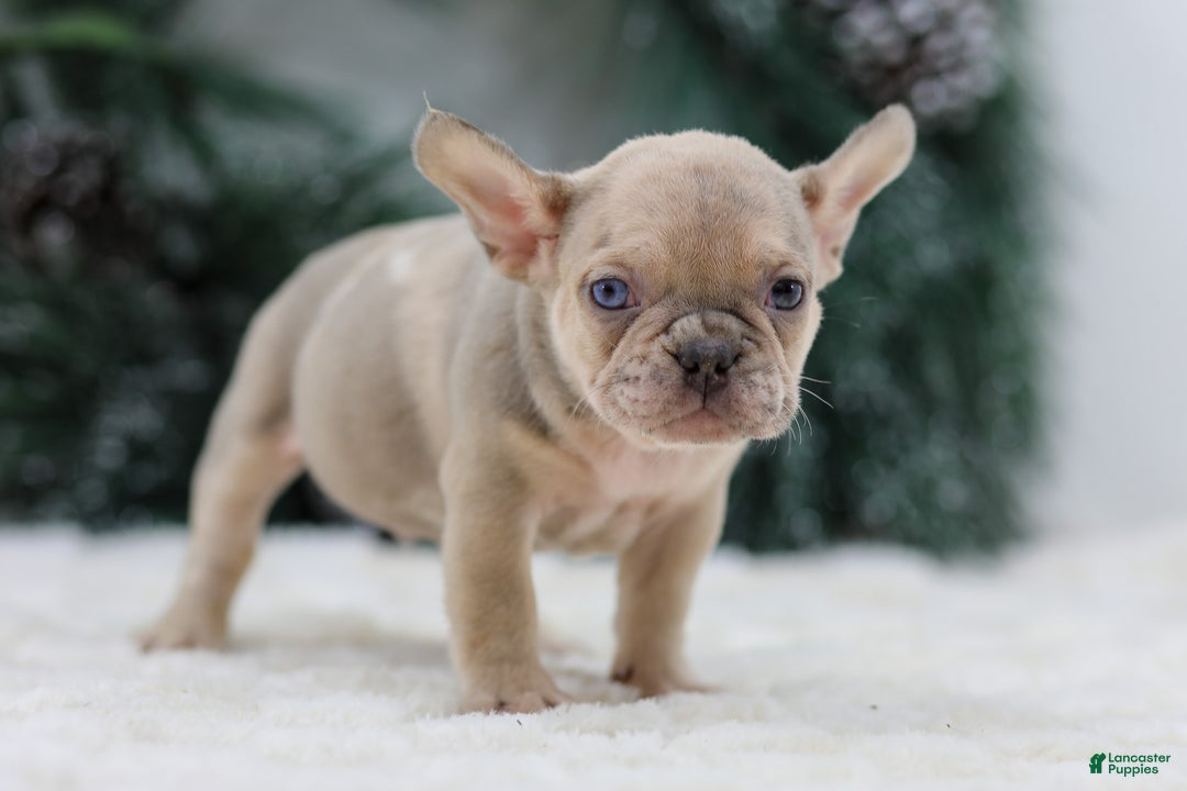 French Bulldog dogs for sale: Fargo - Ad 7