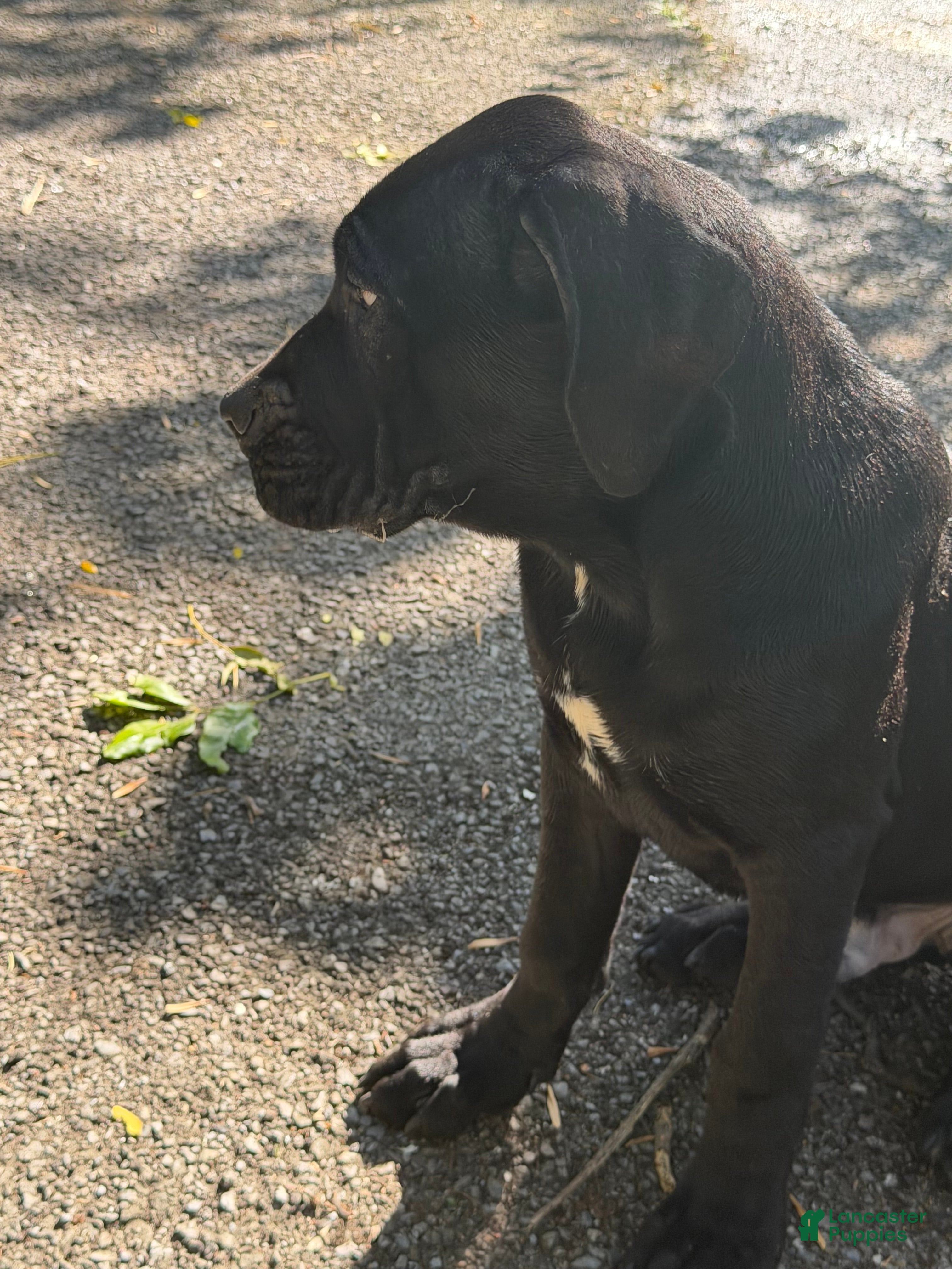 Cane Corso dogs Cane Corso 1 - Ad 1