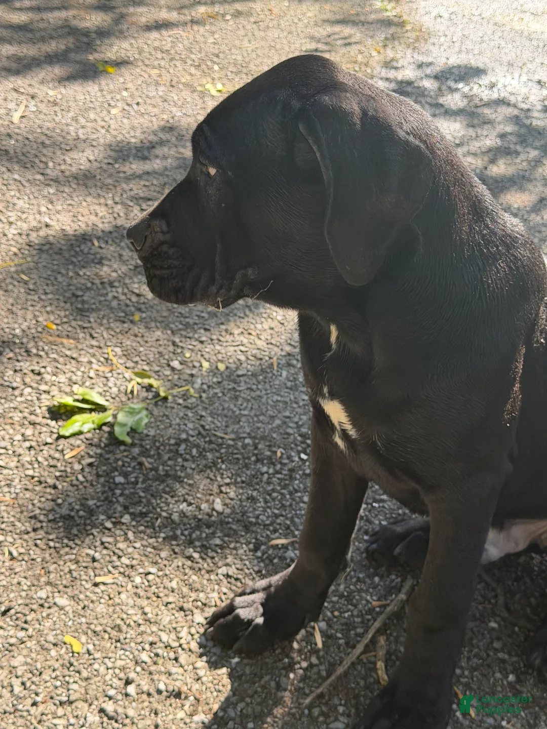 Cane Corso dogs for sale: Cane Corso 1 - Ad 1