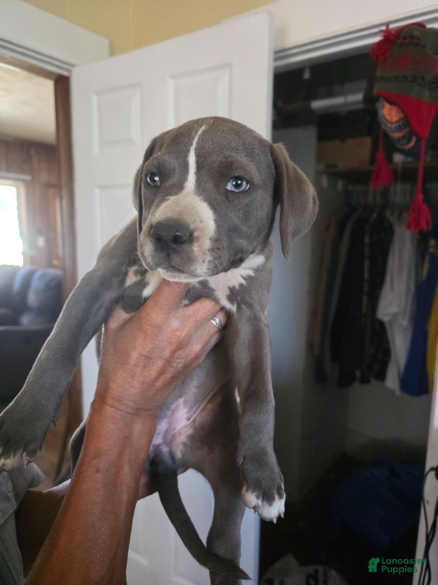 American Pit Bull Terrier dogs American Pit Bull Terrier 5 - Ad 2